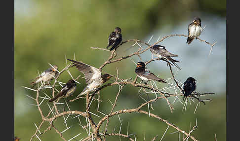 Rauchschwalbe (Hirundo rustica)