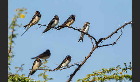 Rauchschwalbe (Hirundo rustica)