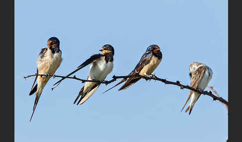 Rauchschwalbe (Hirundo rustica)