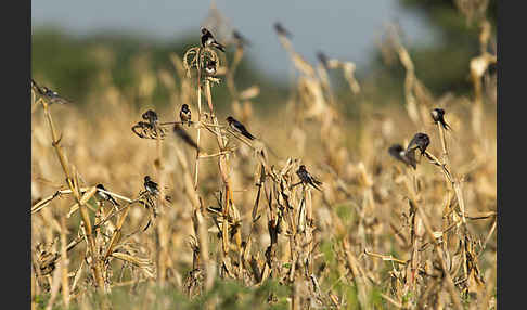 Rauchschwalbe (Hirundo rustica)