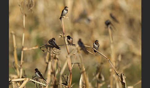 Rauchschwalbe (Hirundo rustica)