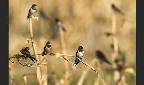 Rauchschwalbe (Hirundo rustica)