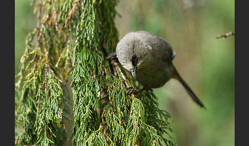 Singtimalie (Parophasma galinieri)