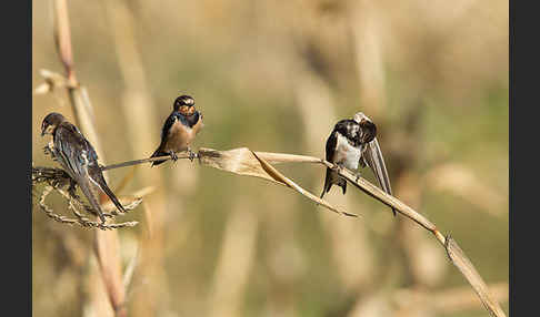 Rauchschwalbe (Hirundo rustica)