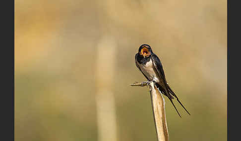 Rauchschwalbe (Hirundo rustica)