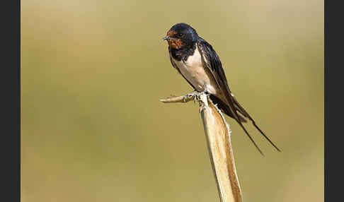 Rauchschwalbe (Hirundo rustica)