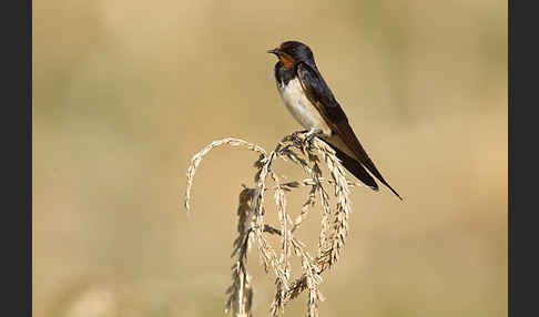 Rauchschwalbe (Hirundo rustica)