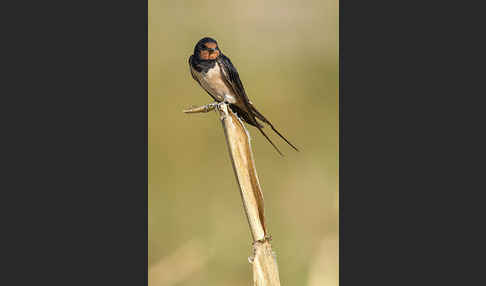 Rauchschwalbe (Hirundo rustica)