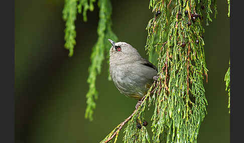 Singtimalie (Parophasma galinieri)