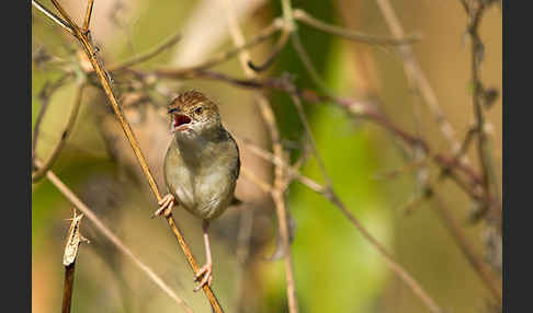 Rotscheitel-Cistensänger (Cisticola chiniana)