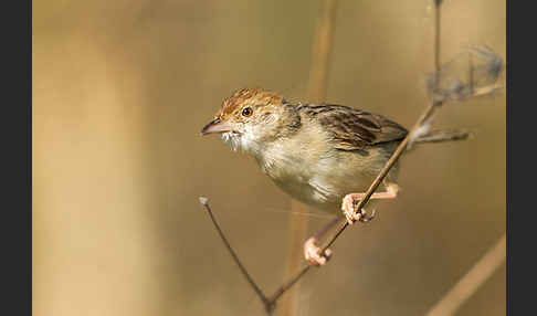 Rotscheitel-Cistensänger (Cisticola chiniana)