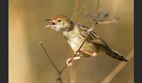 Rotscheitel-Cistensänger (Cisticola chiniana)