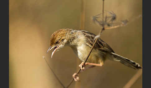 Rotscheitel-Cistensänger (Cisticola chiniana)