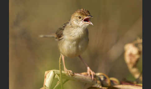 Rotscheitel-Cistensänger (Cisticola chiniana)