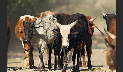 Zebu (Bos primigenius indicus)