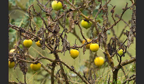 Sodomsapfel (Solanum linnaeanum)