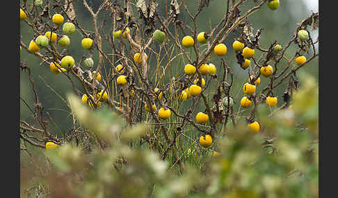 Sodomsapfel (Solanum linnaeanum)