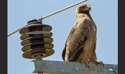 Savannenadler (Aquila rapax)