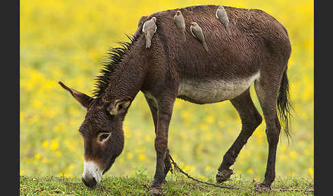 Hausesel (Equus asinus)