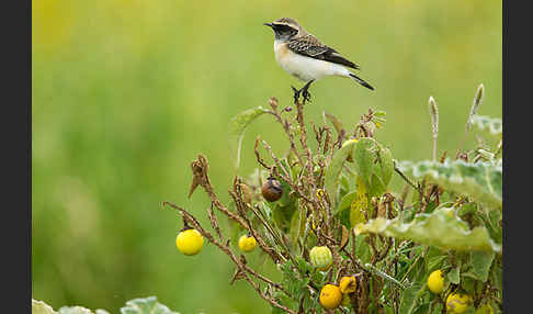 Nonnensteinschmätzer (Oenanthe pleschanka)