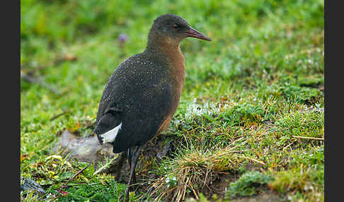 Rougetralle (Rougetius rougetii)