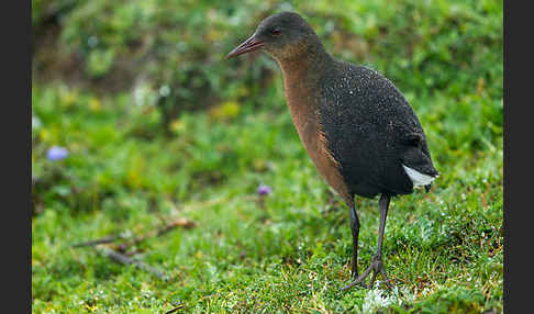 Rougetralle (Rougetius rougetii)