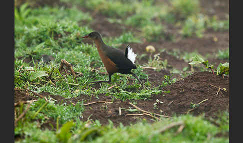 Rougetralle (Rougetius rougetii)