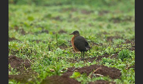 Rougetralle (Rougetius rougetii)