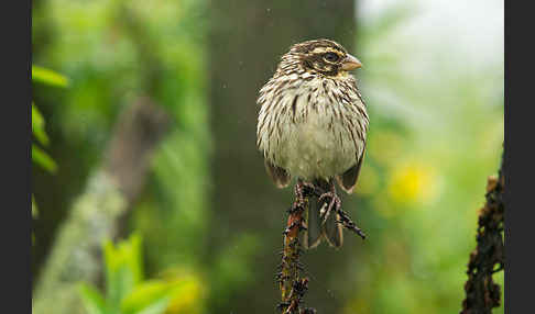 Strichelgirlitz (Serinus striolatus)