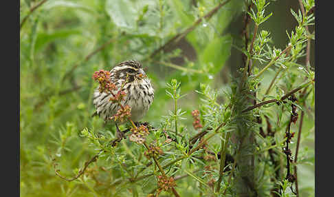 Strichelgirlitz (Serinus striolatus)