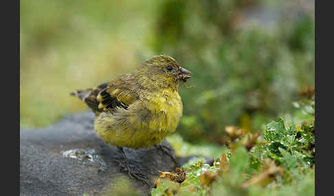 Schwarzkopfgirlitz (Serinus nigriceps)