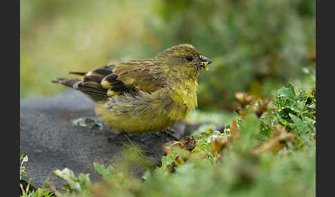 Schwarzkopfgirlitz (Serinus nigriceps)