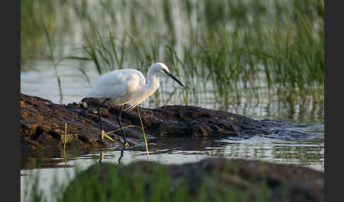 Seidenreiher (Egretta garzetta)