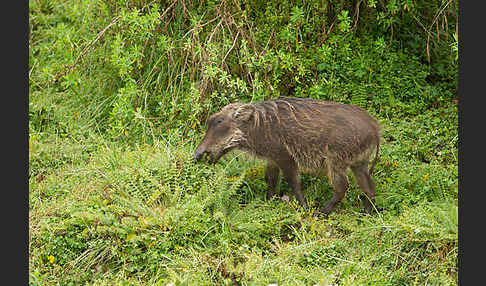 Warzenschwein (Phacochoerus africanus)