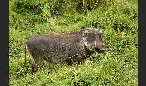 Warzenschwein (Phacochoerus africanus)