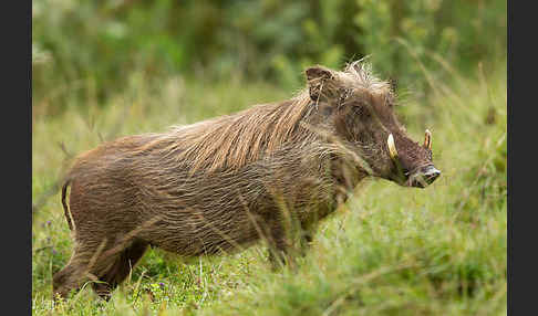 Warzenschwein (Phacochoerus africanus)