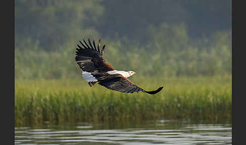 Schreiseeadler (Haliaeetus vocifer)