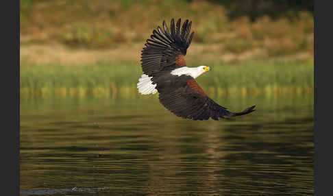 Schreiseeadler (Haliaeetus vocifer)