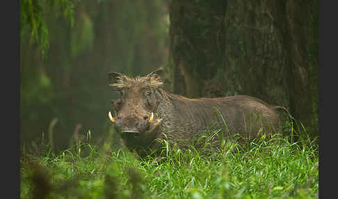 Warzenschwein (Phacochoerus africanus)