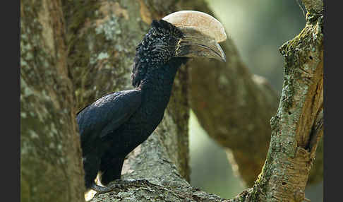 Silberwangen-Hornvogel (Bycanistes brevis)