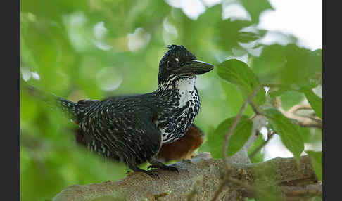 Riesenfischer (Megaceryle maxima)