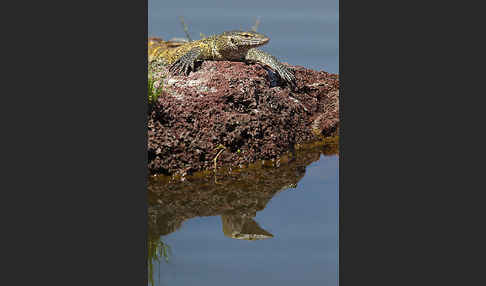 Nilwaran (Varanus niloticus)