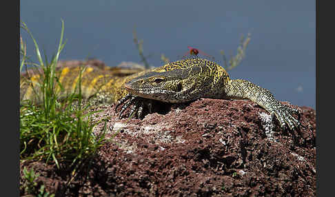 Nilwaran (Varanus niloticus)