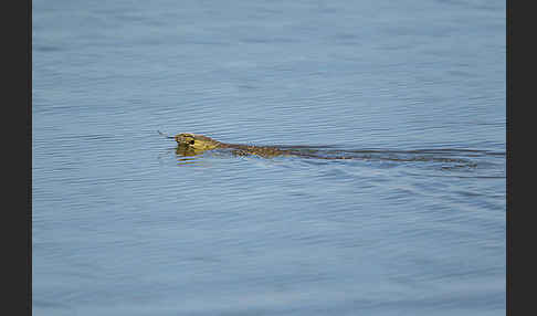 Nilwaran (Varanus niloticus)