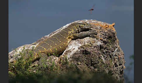 Nilwaran (Varanus niloticus)