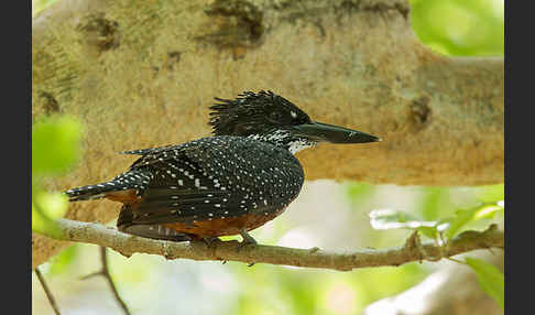 Riesenfischer (Megaceryle maxima)