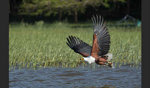 Schreiseeadler (Haliaeetus vocifer)