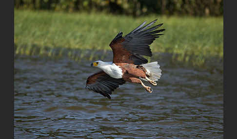 Schreiseeadler (Haliaeetus vocifer)