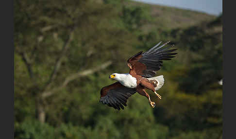 Schreiseeadler (Haliaeetus vocifer)