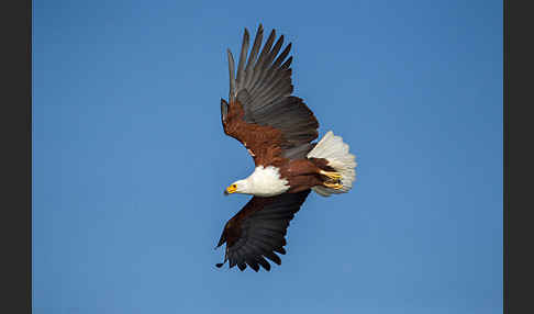 Schreiseeadler (Haliaeetus vocifer)